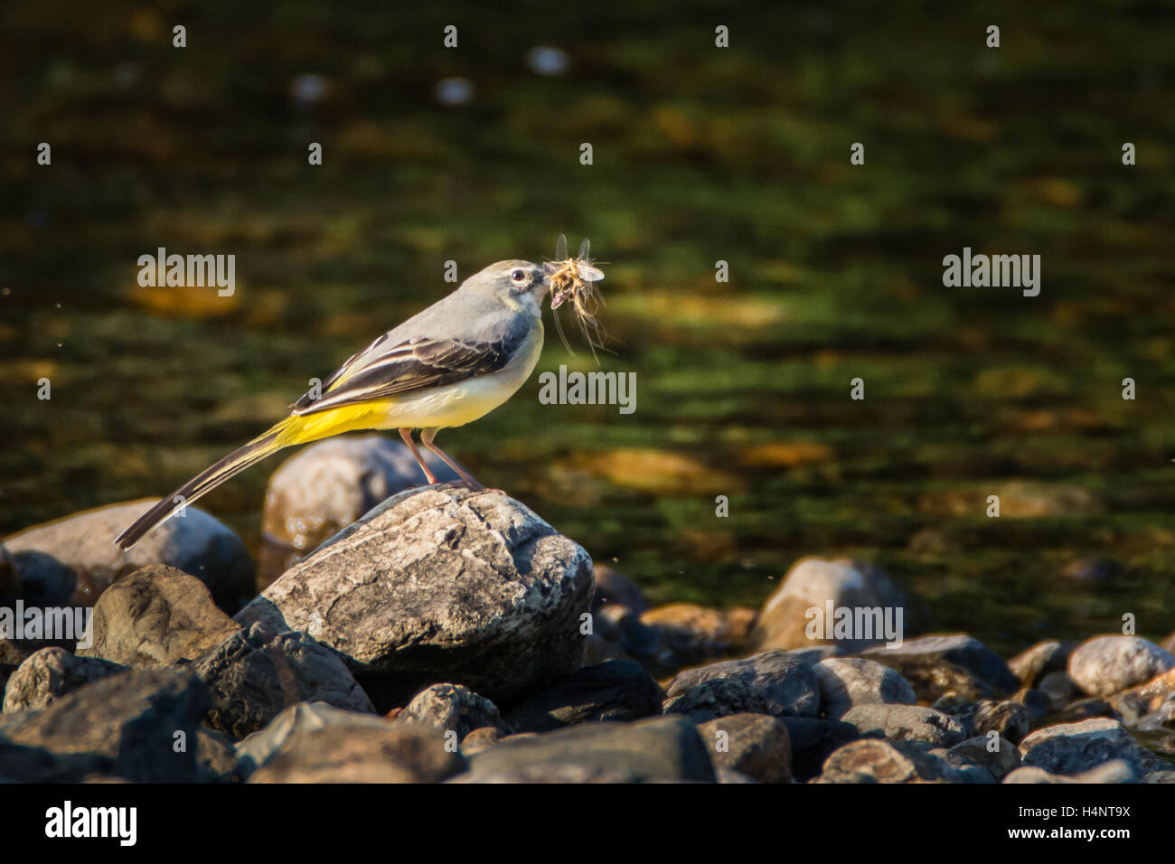 Bergeronnette avec un bec plein d'insectes se tient sur le rocher en bordure de la rivière Stoney Banque D'Images