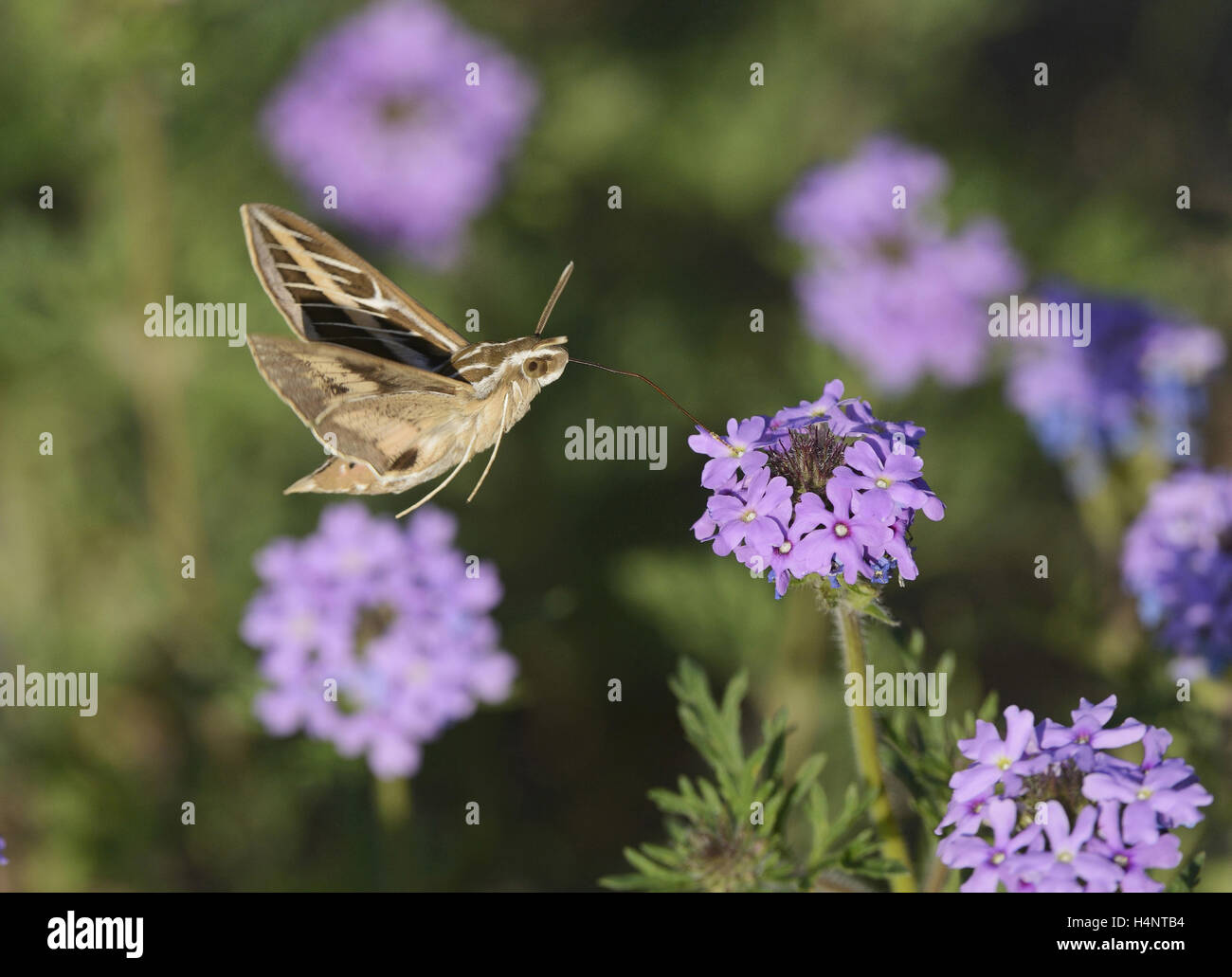 Bordée de blanc sphinx (Hyles lineata), adulte en vol se nourrissant de verveine des prairies (Glandularia bipinnatifida) fleur, Texas Banque D'Images