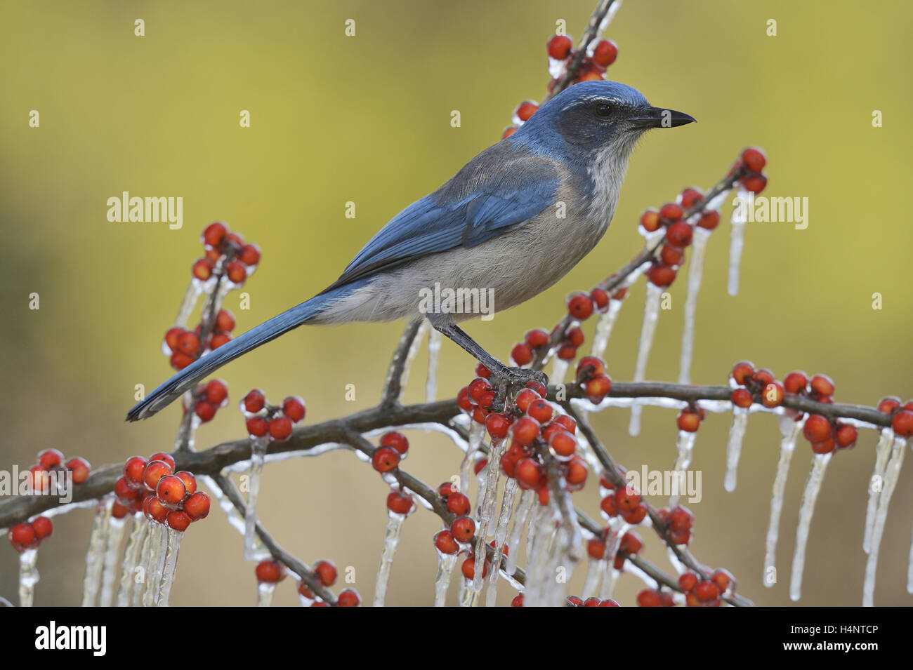 Western Scrub-Jay (Aphelocoma californica), adulte perché sur la branche glacée de Possum Haw Holly (Ilex decidua) avec des baies, Texas Banque D'Images