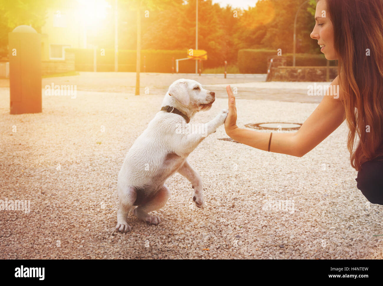 Adorable petit chiot labrador d'une jeune femme donnant une poignée de main - Haut 5 Banque D'Images