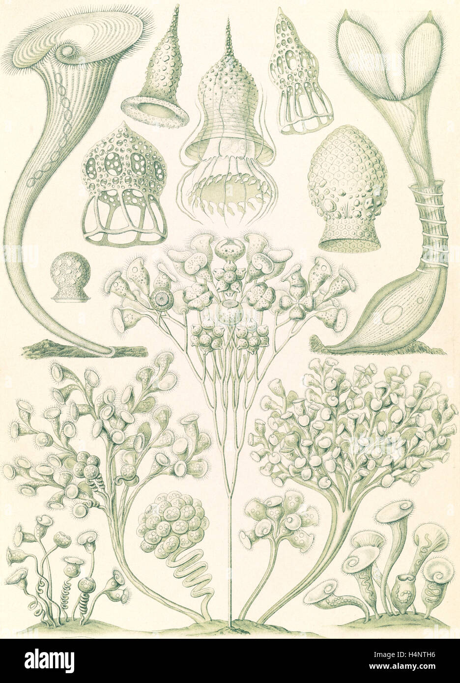 L'illustration montre les micro-organismes. Ciliata. - Wimperlinge, 1 : Impression couleur feuille ; 36 x 26 cm., 1904. Ernst Haeckel Banque D'Images