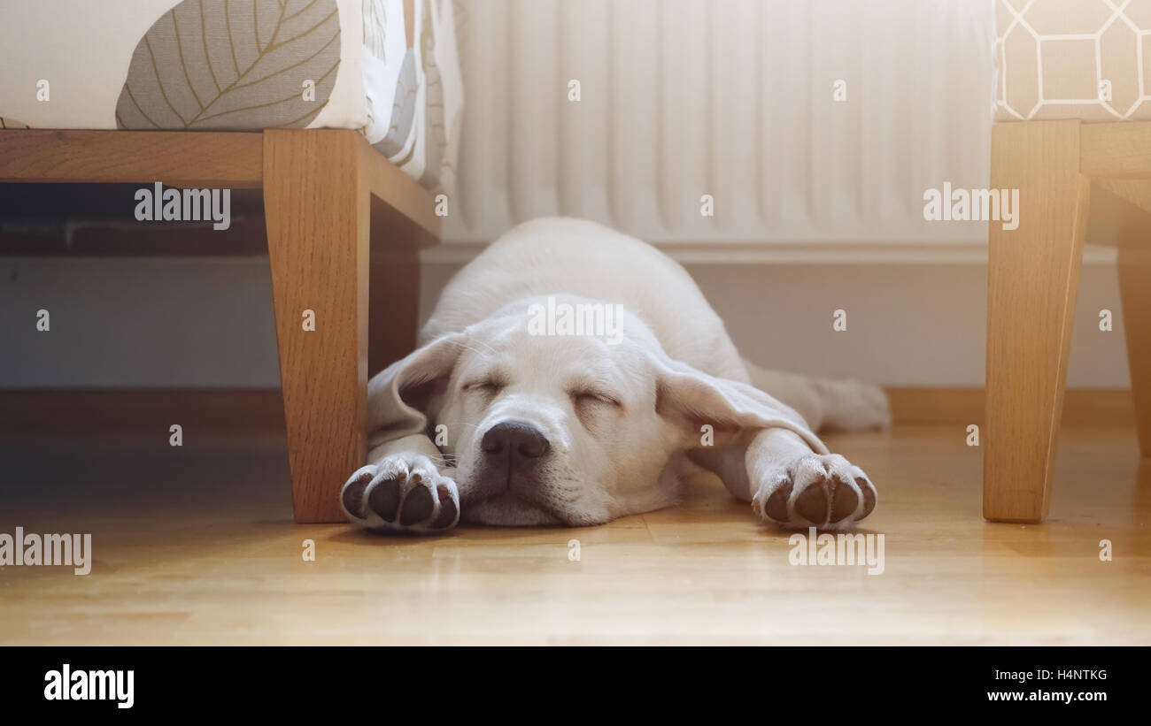 Mignon petit labrador retriever dog puppy dort à la maison dans le salon à l'étage Banque D'Images