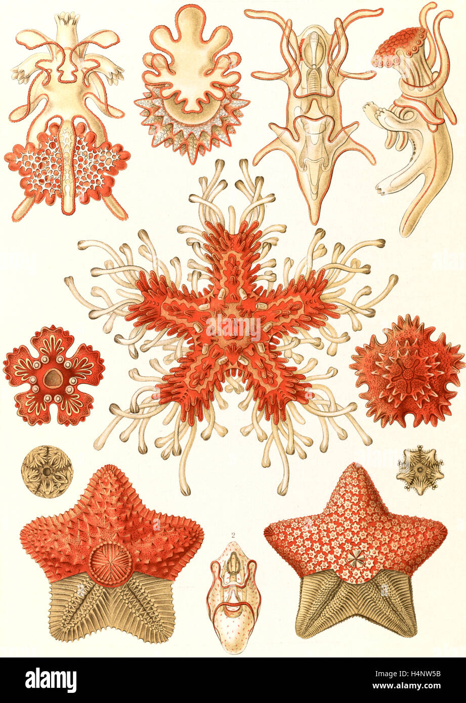 L'illustration montre les étoiles dans le phyllum des échinodermes. Asteridea. - Seesterne, 1 : impression lithographie couleur Banque D'Images