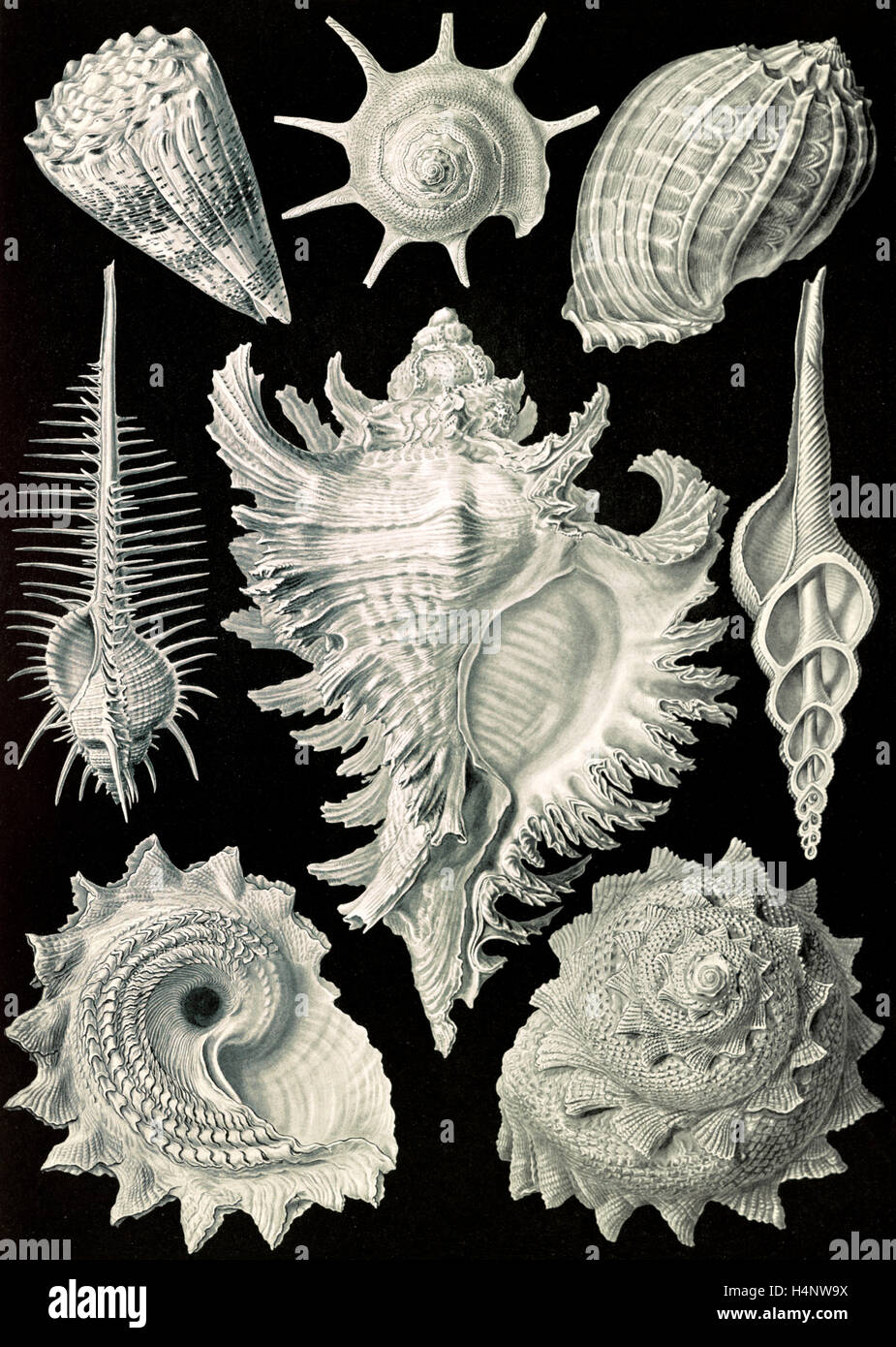 L'illustration montre les escargots aquatiques et terrestres. Prosobranchia. - Dorderkiemen-Schnecken, 1 : impression photomécanique Banque D'Images