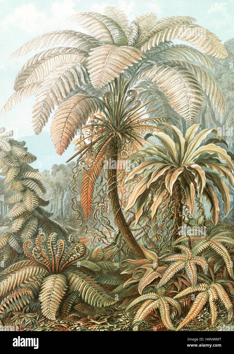 L'illustration montre les fougères. Filicinae. - Laubfarne, 1 : impression photomécanique couleur feuille ; 36 x 26 cm., 1904. Ernst Haeckel Banque D'Images