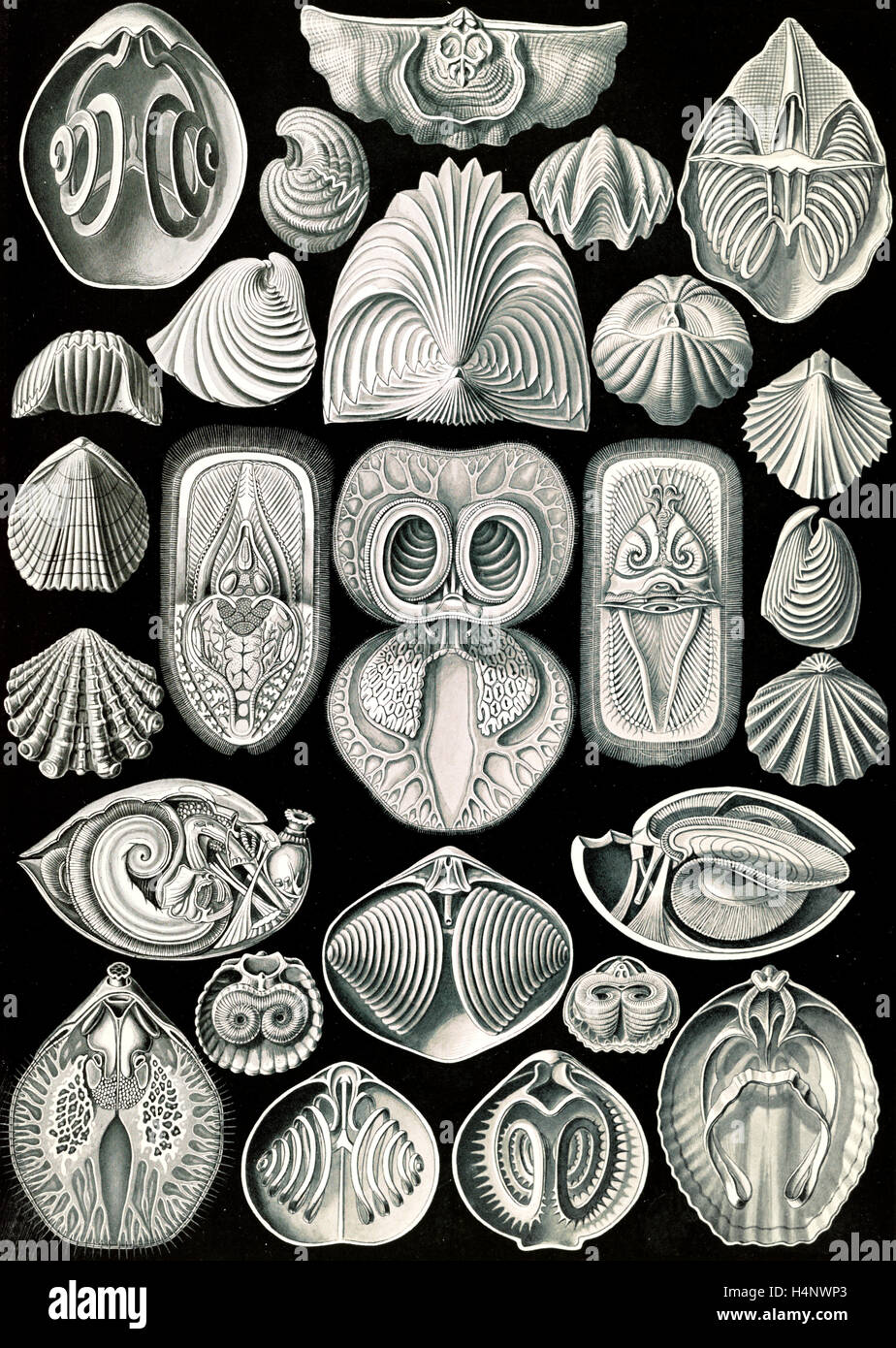 L'illustration montre les animaux marins. Spirobranchia. - Spiralkiemer, 1 Feuille d'impression photomécanique : ; 36 x 26 cm., 1904. Banque D'Images
