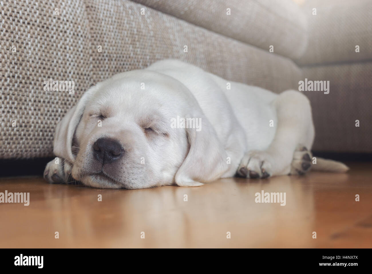 Sweet jeunes blancs petit chiot labrador rêve pendant le sommeil Banque D'Images