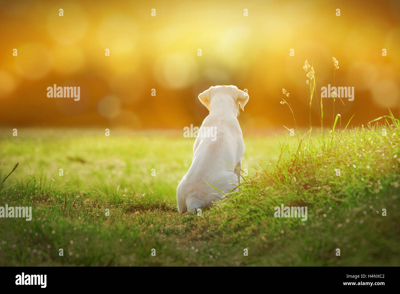 Jeune labrador retriever dog puppy sur une prairie par sunset avec cartoon rechercher Banque D'Images