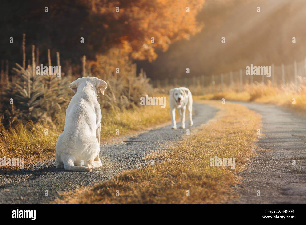 Deux chiots labrador mignon sur un champ au cours de l'automne Banque D'Images