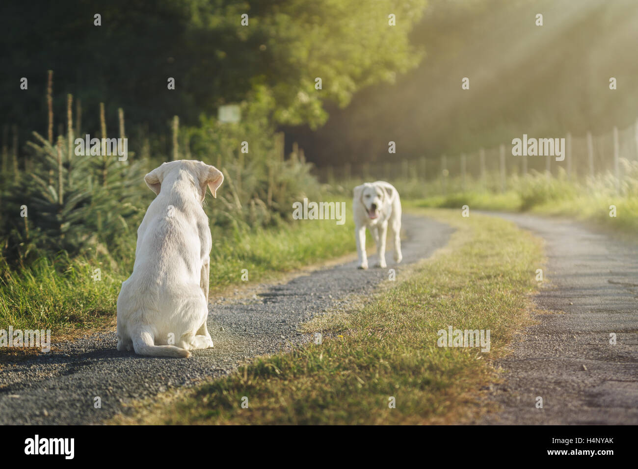 Deux chiots labrador mignon sur un champ en été Banque D'Images