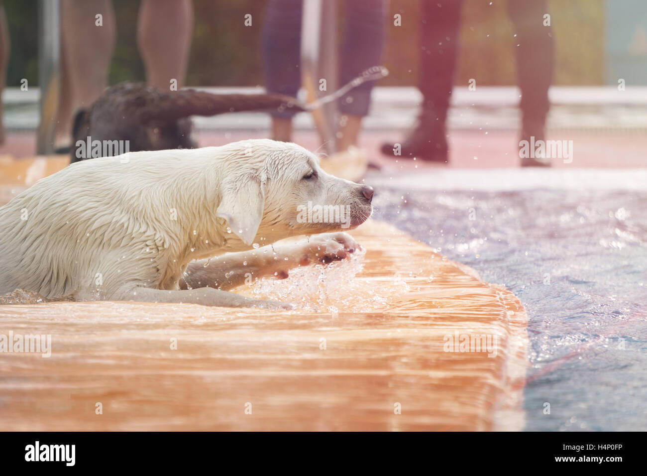 Jeune labrador retriever dog joue dans une piscine Banque D'Images