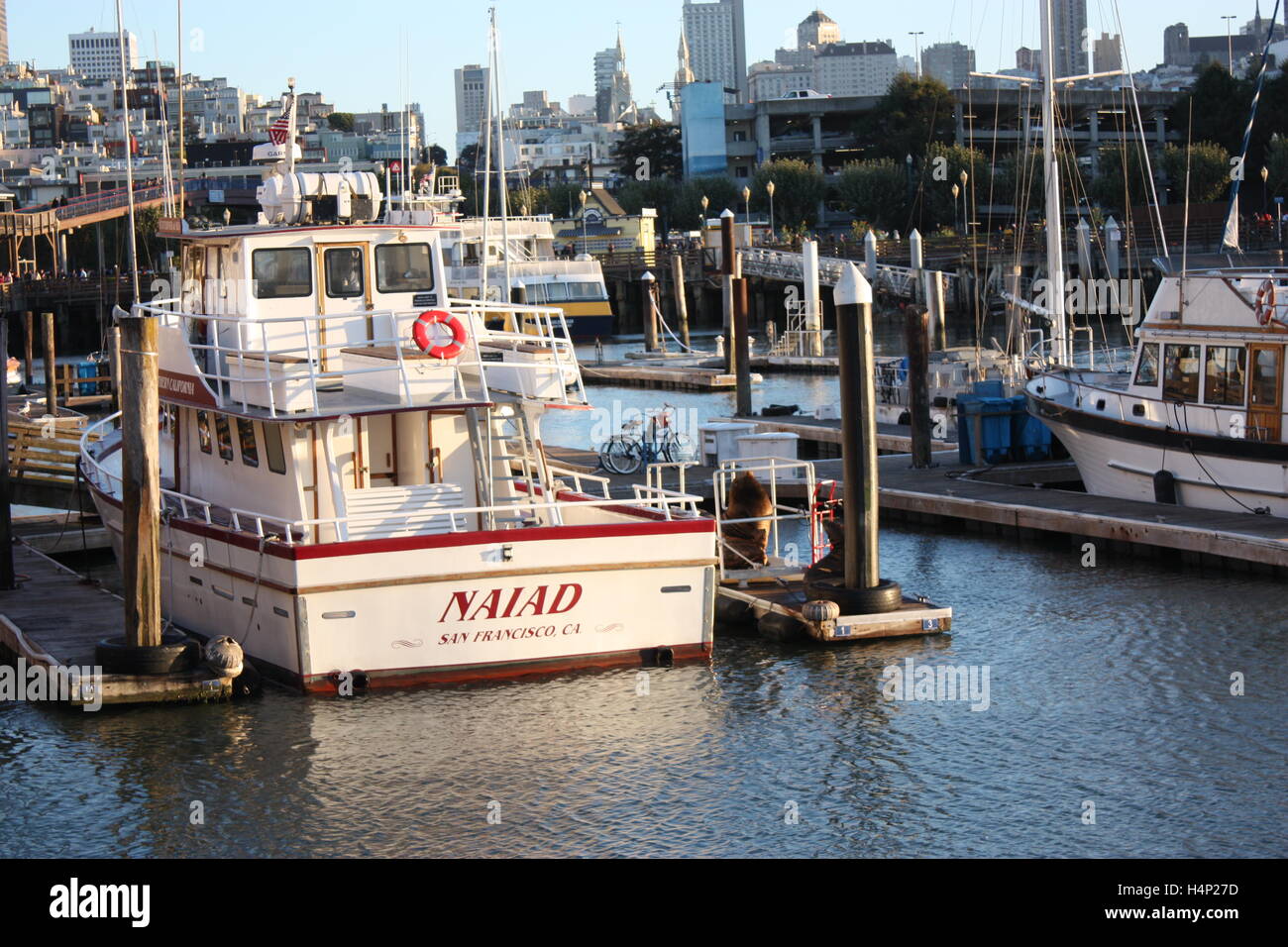 Les Lions de mer sur Pier 39 à San Francisco Banque D'Images