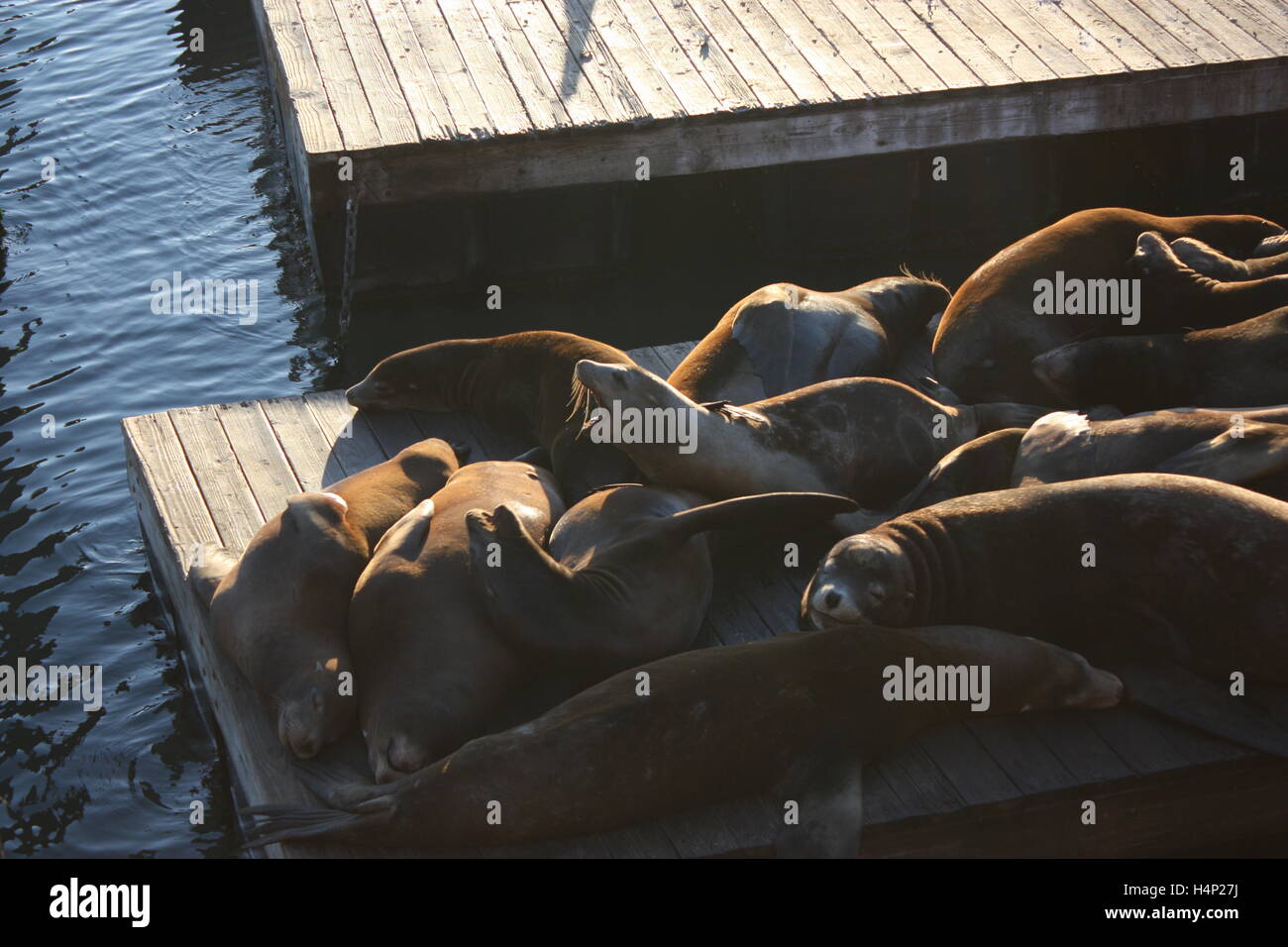 Les Lions de mer sur Pier 39 à San Francisco Banque D'Images