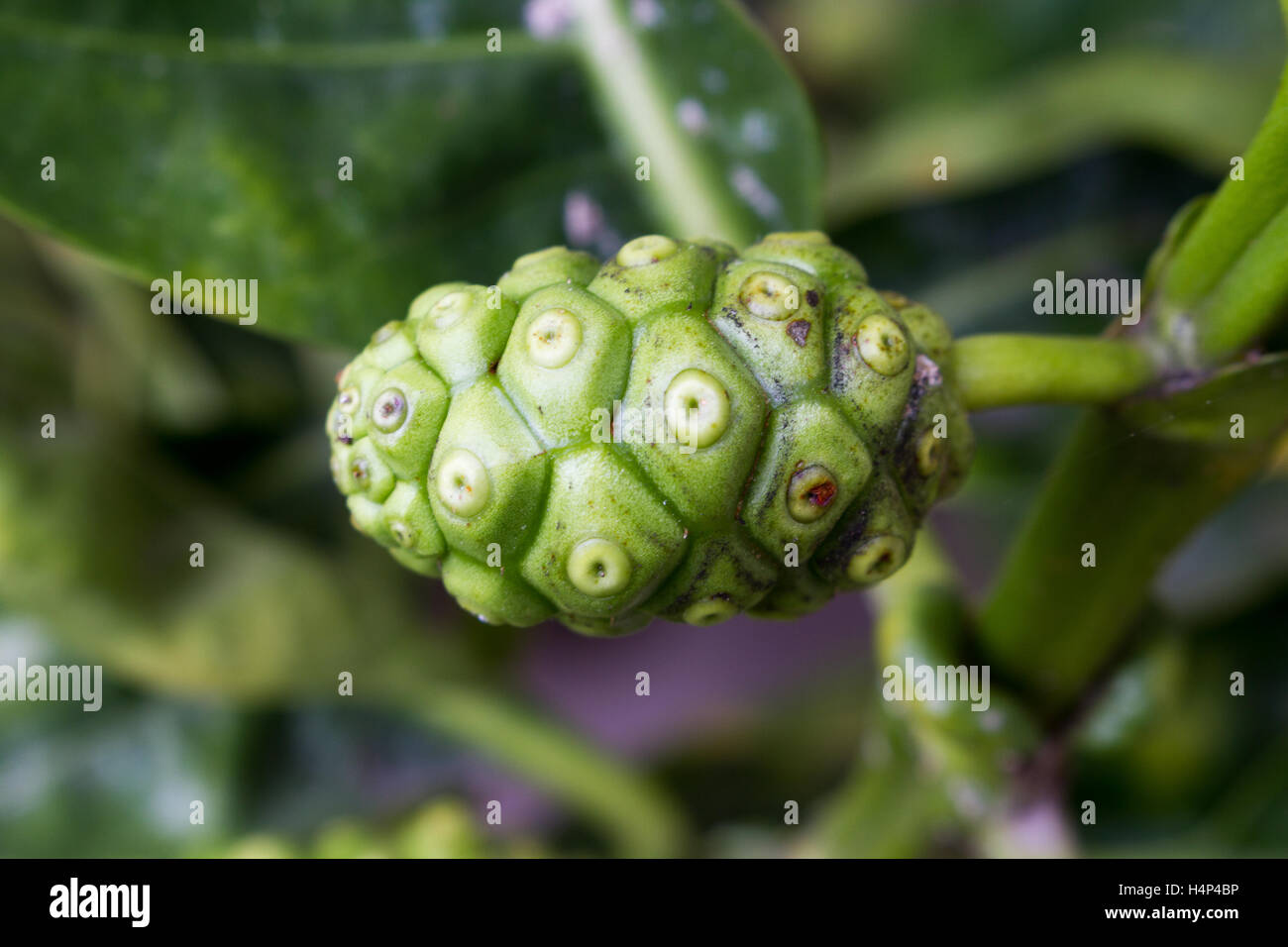 Noni ou Morinda Banque D'Images