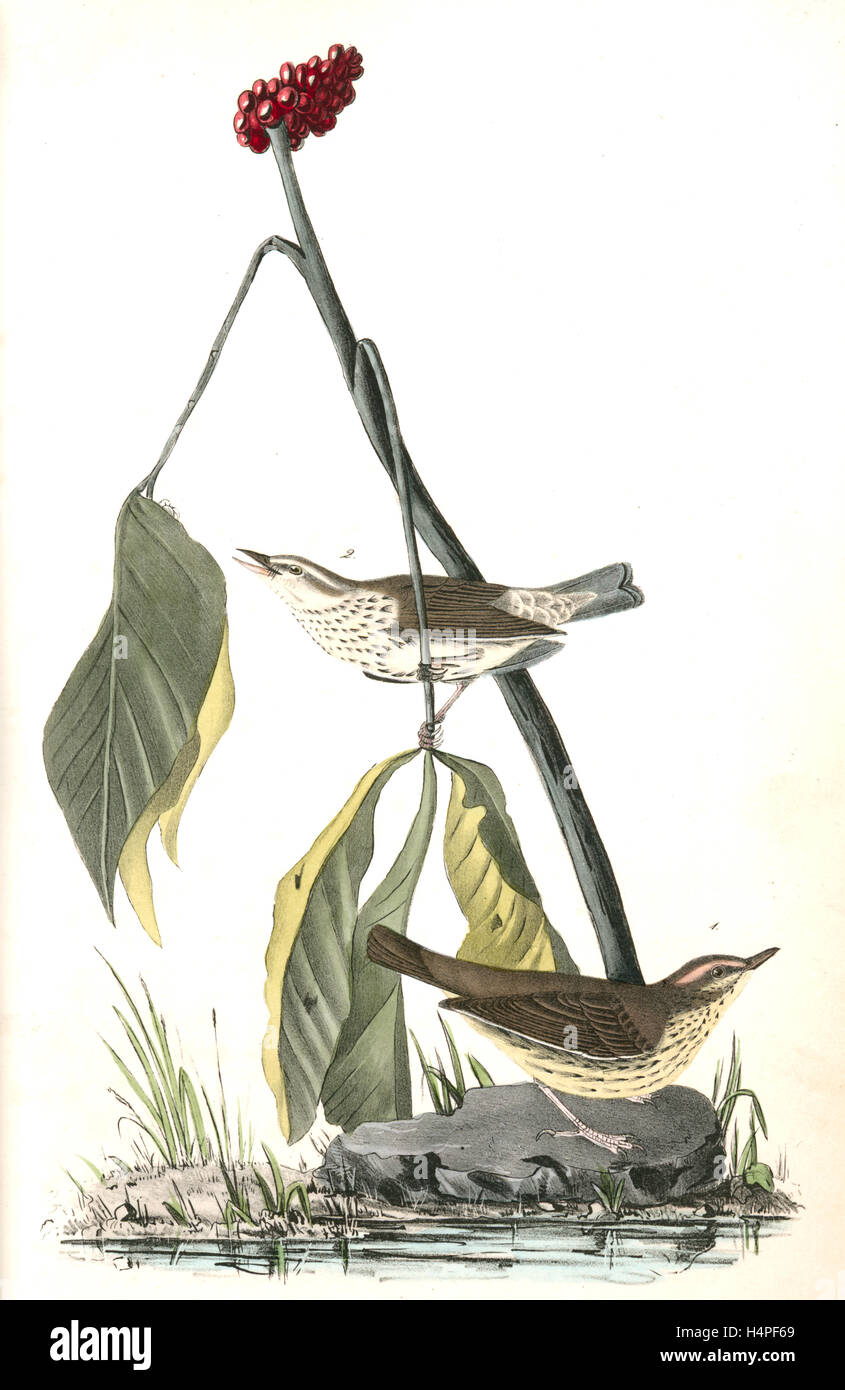 Wood-Wagtail aquatiques. 1. Des hommes. 2. Des femmes. (Plante : Navet indien.), Audubon, John James, 1785-1851 Banque D'Images