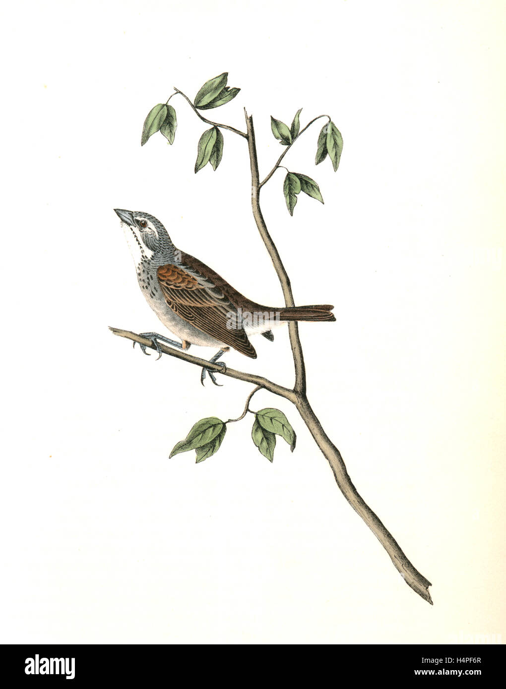 Townsend's Bunting. Homme, Audubon, John James, 1785-1851 Banque D'Images