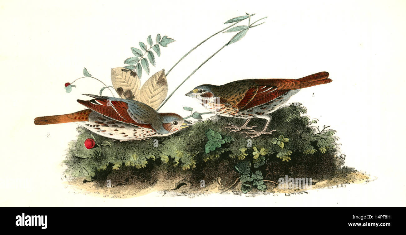 Fox-Finch de couleur. 1. Des hommes. 2. Femme, Audubon, John James, 1785-1851 Banque D'Images