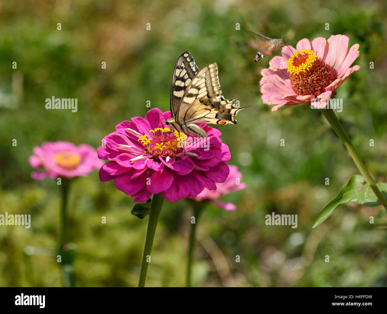 Tiger Swallowtail butterfly et Hummingbird Hawk Moth sur Zinnia fleurs Kazakhstan Banque D'Images