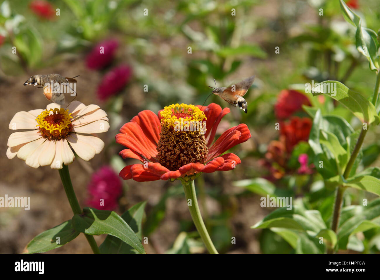 Sphinx colibri planant au-dessus de Zinnia fleurs dans Altyn Emel Parc National du Kazakhstan Banque D'Images