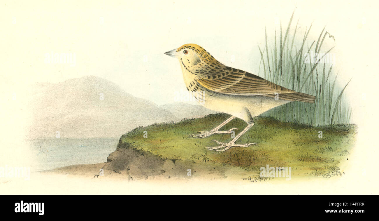 Baird's Bunting. Homme, Audubon, John James, 1785-1851 Banque D'Images