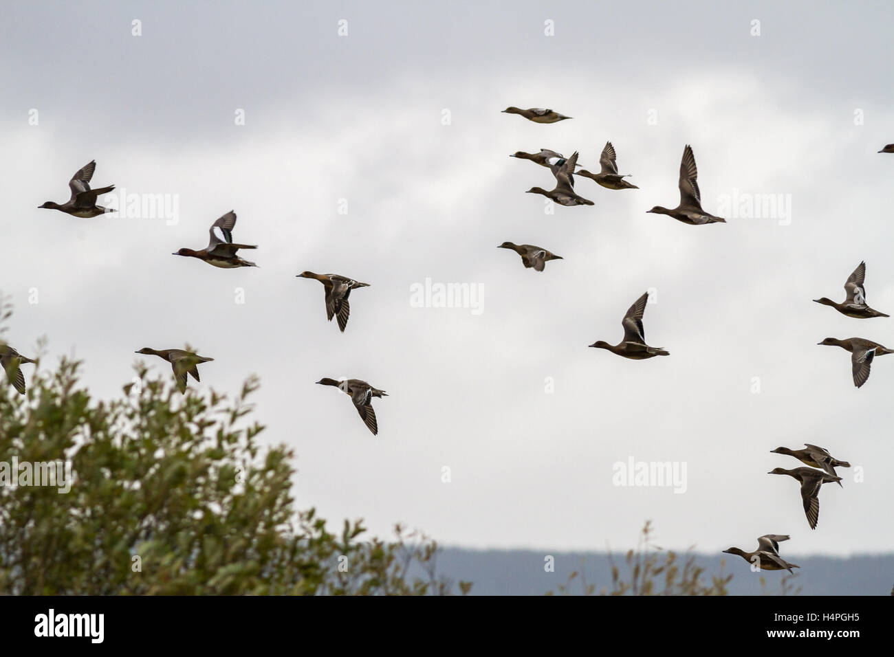 Troupeau de canards d'Amérique (Anas penelope), volant au-dessus des arbres à Loch Strathbeg, près de Fraserburgh, Ecosse, Royaume-Uni Banque D'Images