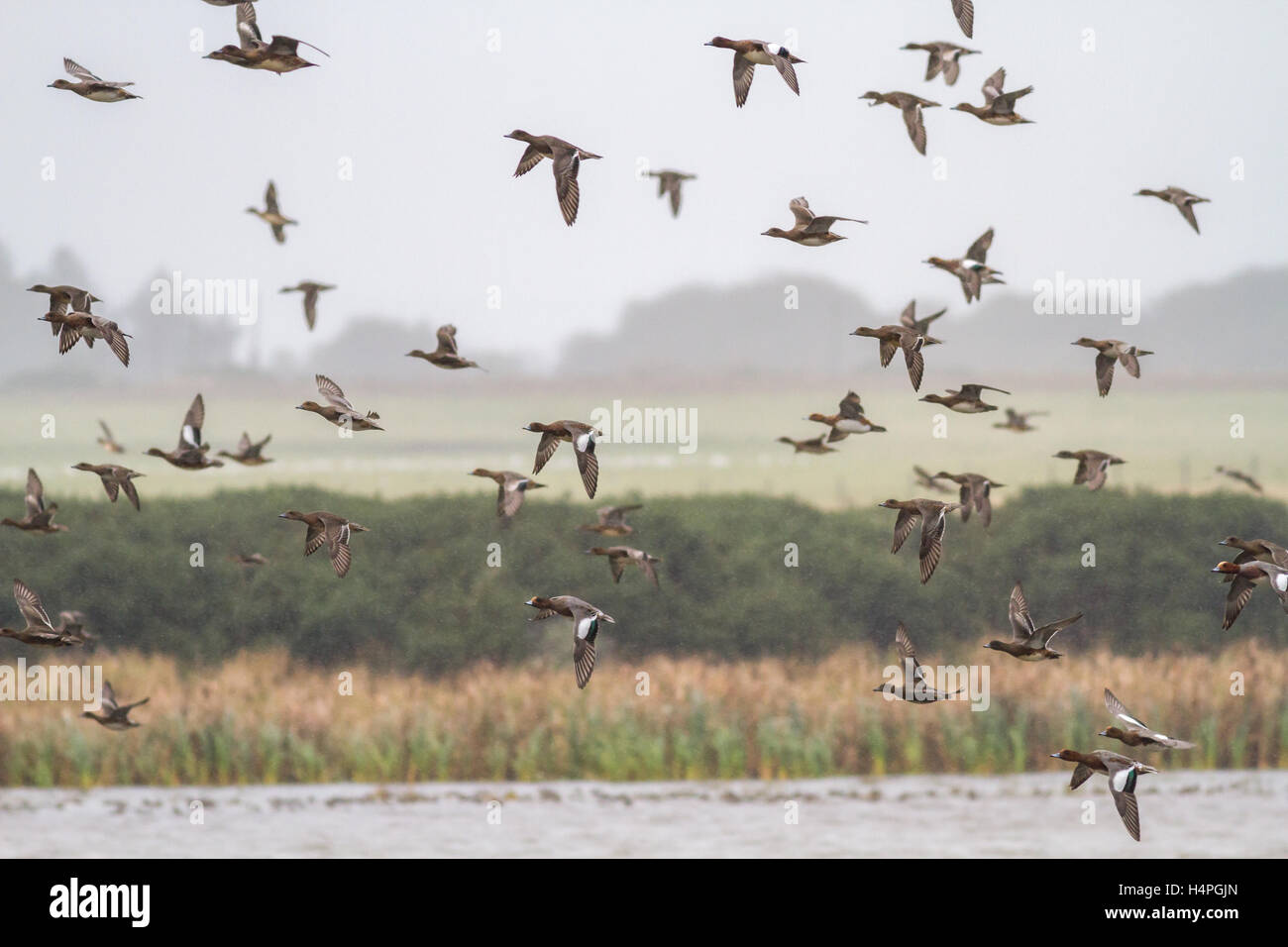 Troupeau de canards d'Amérique (Anas penelope), l'hiver dans leurs milliers à Loch Strathbeg, près de Fraserburgh, Ecosse, Royaume-Uni Banque D'Images