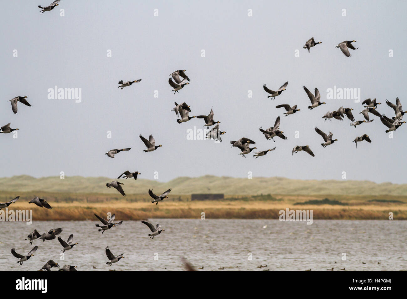 La Bernache nonnette en vol, l'hivernage à Loch Strathbeg, près de Fraserburgh, Ecosse Banque D'Images