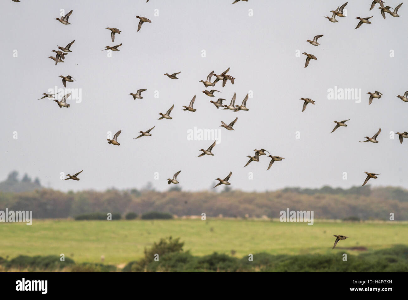 Troupeau de canards d'Amérique (Anas penelope), l'hiver dans leurs milliers à Loch Strathbeg, près de Fraserburgh, Ecosse, Royaume-Uni Banque D'Images