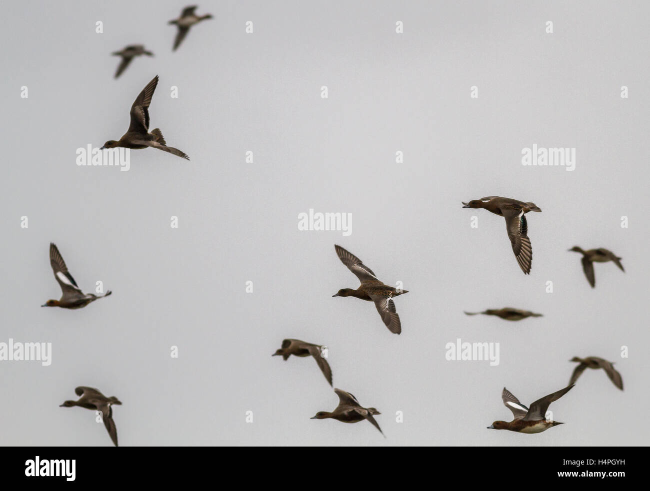 Troupeau de canards d'Amérique (Anas penelope) à Loch Strathbeg, près de Fraserburgh, Ecosse, Royaume-Uni Banque D'Images