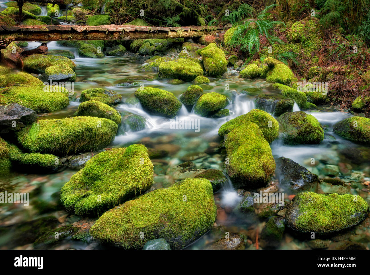 Pont au-dessus de petite crique de rochers moussus. Opal Creek Scenic Zone de loisirs, Oregon Banque D'Images