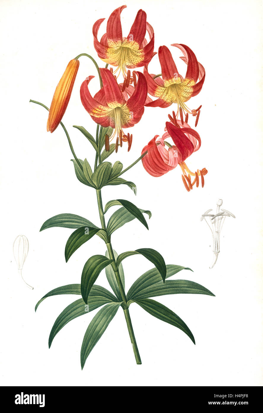 Lilium superbum ; Lis superbes., Redouté, Pierre Joseph, 1759-1840, les liliacees, 1802 - 1816 Banque D'Images