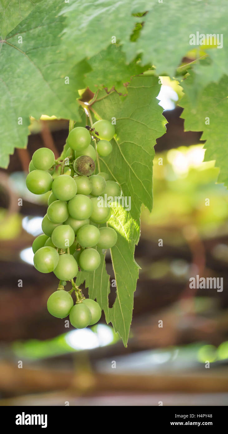 Raisin avec des feuilles vertes sur la vigne fruits Banque D'Images