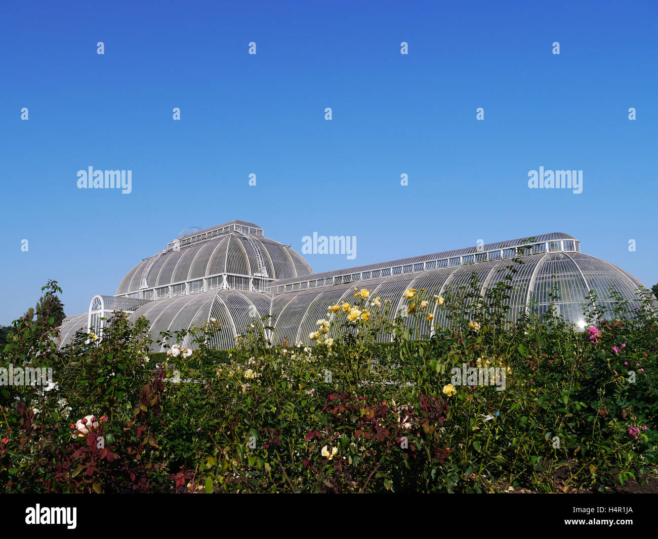 Vue d'été de la Palm House avec des roses à l'avant-plan, Kew Gardens, Kew, Londres Banque D'Images