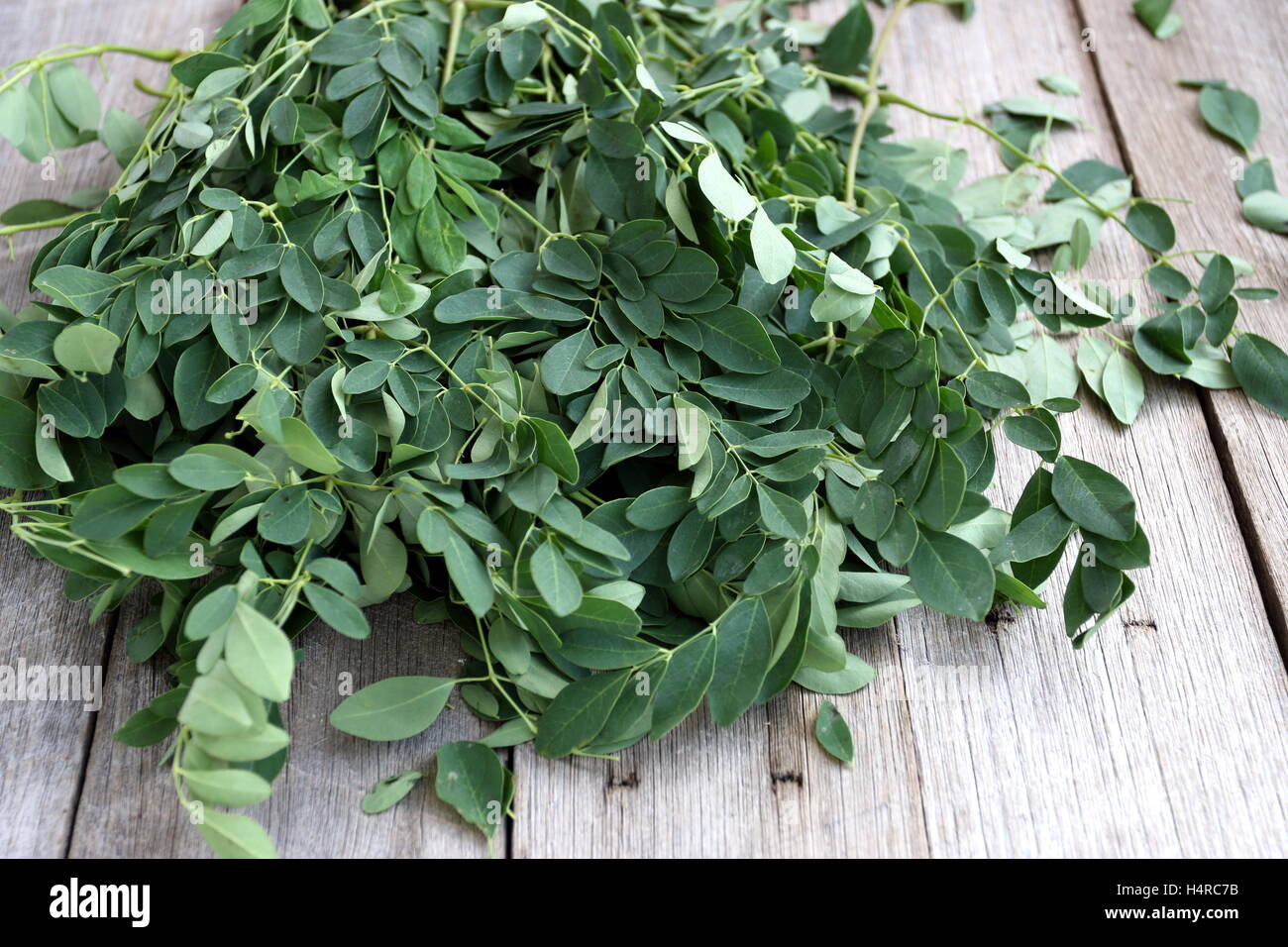 Moringa oleifera ou connu sous le nom de feuilles de Moringa Banque D'Images