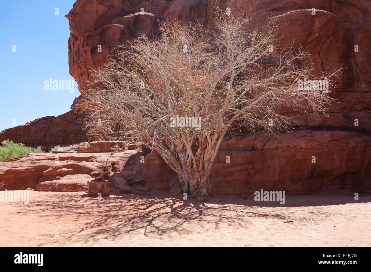 Un arbre sec avec quelques bourgeons dans le désert de Wadi Rum, Jordanie, Moyen-Orient. Banque D'Images