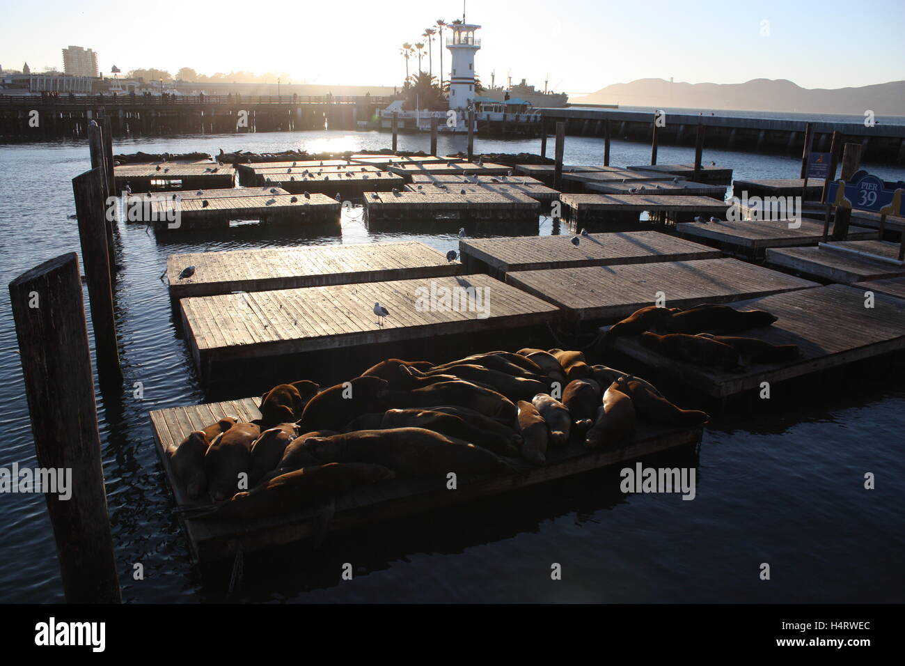 Les Lions de mer sur Pier 39 à San Francisco Banque D'Images