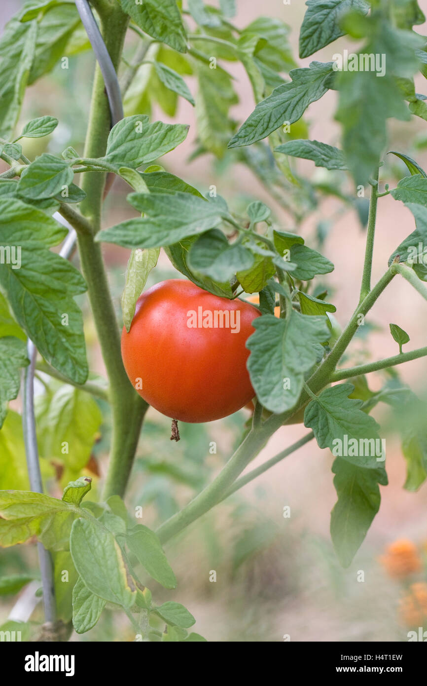 Lycopersicon esculentum. Le mûrissement de la tomate sur la vigne. Banque D'Images