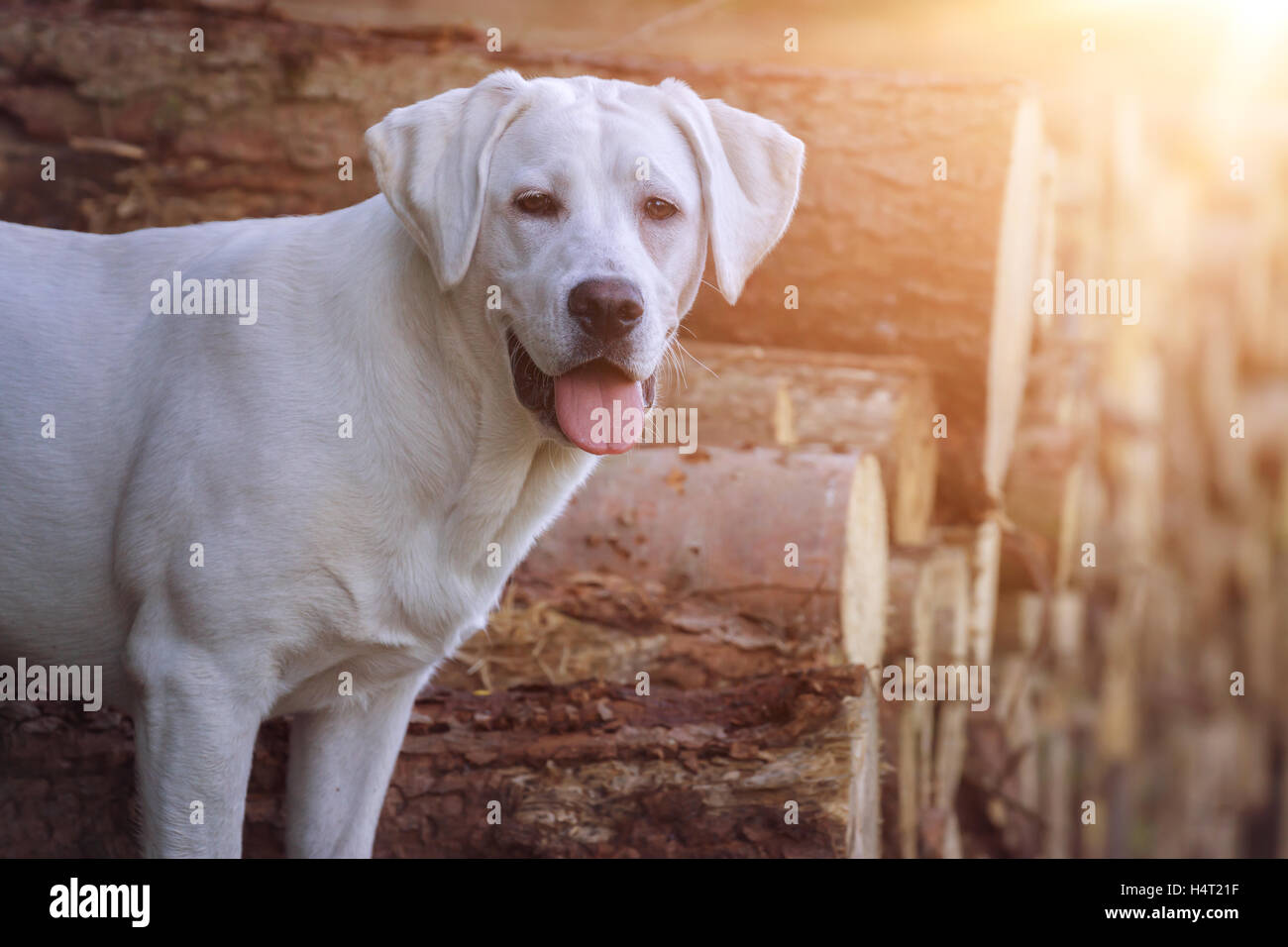 Cute Labrador Retriever dog dans le soleil à l'automne sur certains des troncs Banque D'Images