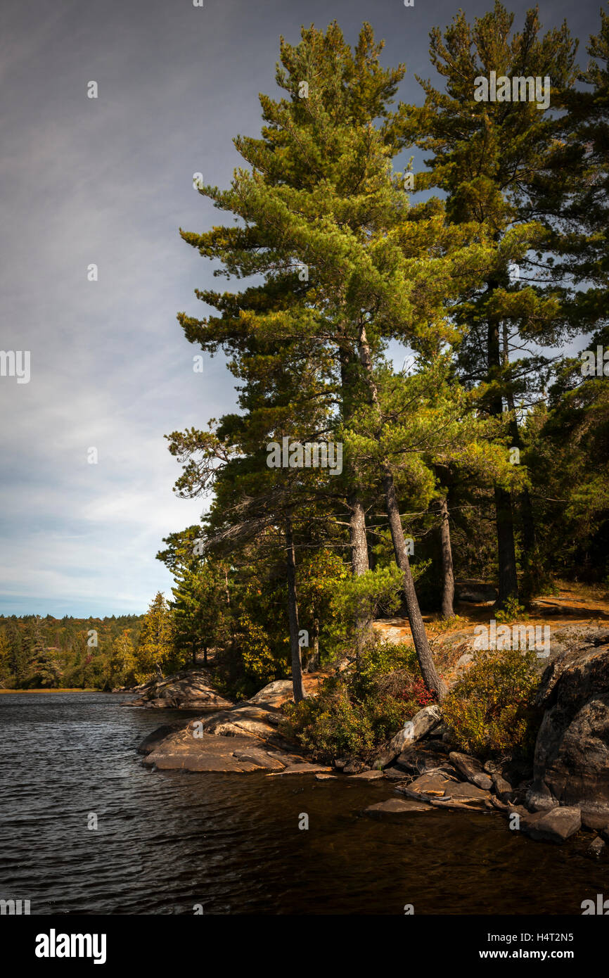 Grands pins sur un lac avec ciel couvert ciel nuageux dans le parc provincial Algonquin, Canada Banque D'Images