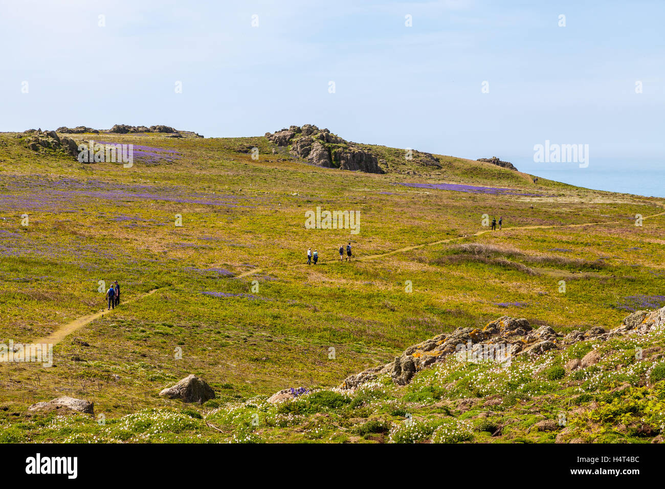 Bluebells sur l'île de Skomer Banque D'Images