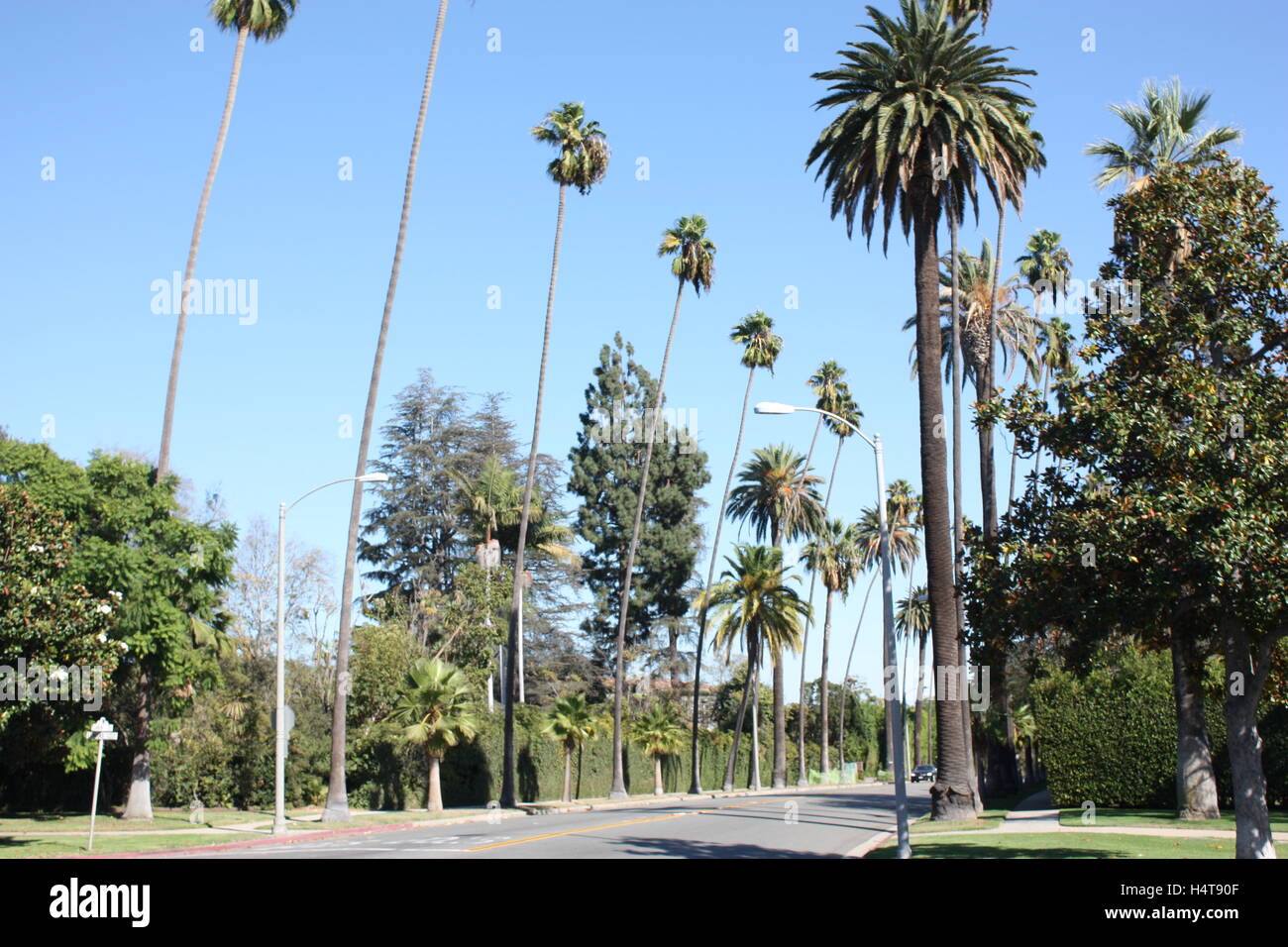 Palmiers à Los Angeles en Californie Hollywood - Beverly Hills Banque D'Images
