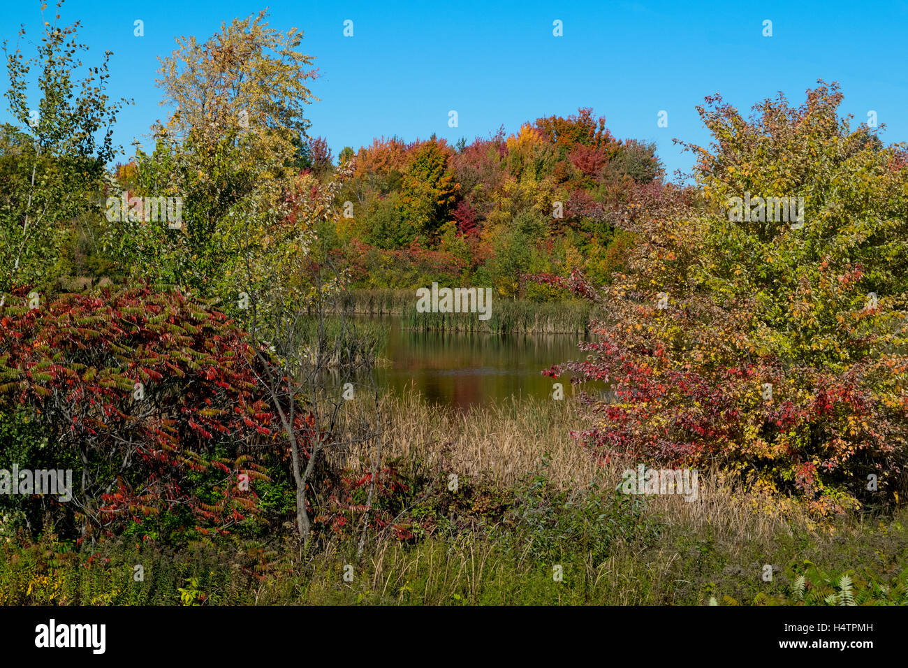 Un étang et feuillage d'automne, Québec, Canada. Banque D'Images