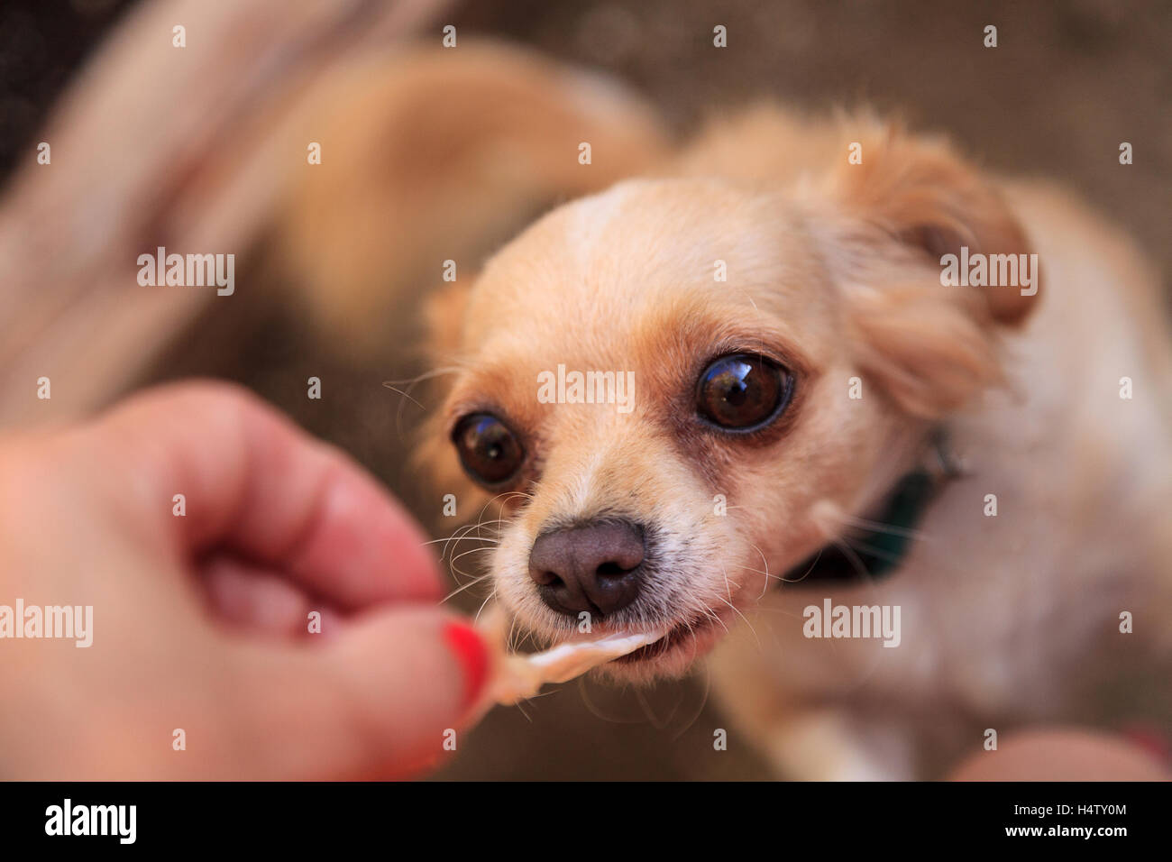 Petite blonde aux cheveux long Chihuahua dog avec de grands yeux implore pour avoir de la nourriture Banque D'Images