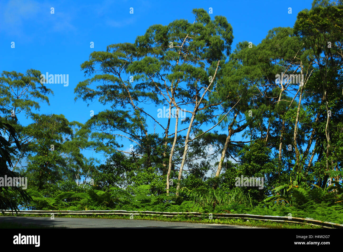 Les arbres verts à Pakia Cape - Panguna - Bougainville Banque D'Images