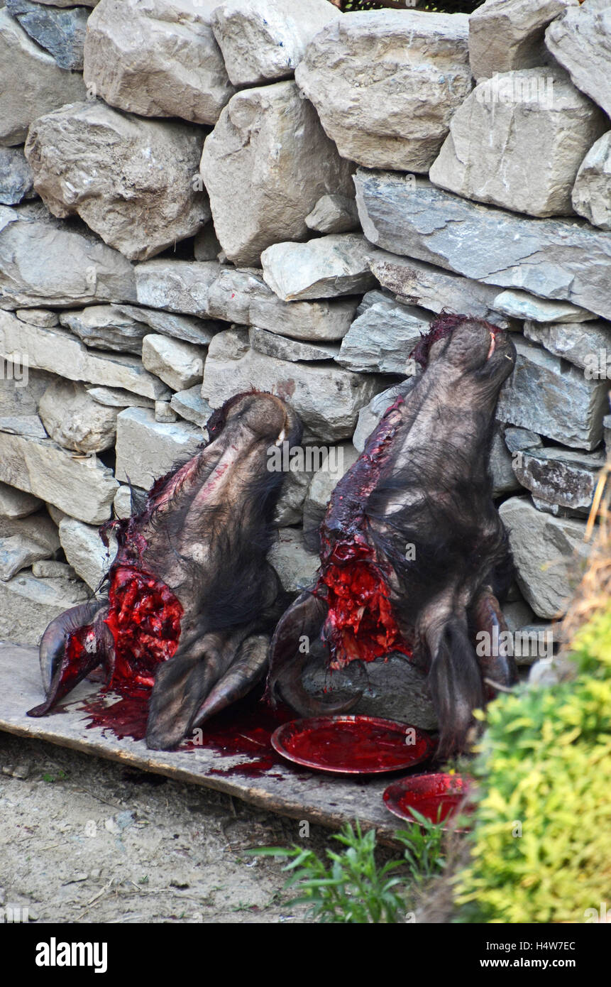 Le sang s'écoule de la tête décapitée de deux bisons abattus récemment près du village de Jallesoy, Solukhumbu, Népal Banque D'Images