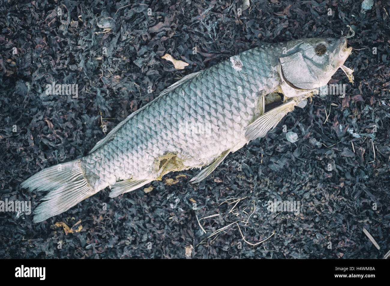 Les poissons morts sur le bord d'une rivière avec un filtre retro décolorées Banque D'Images