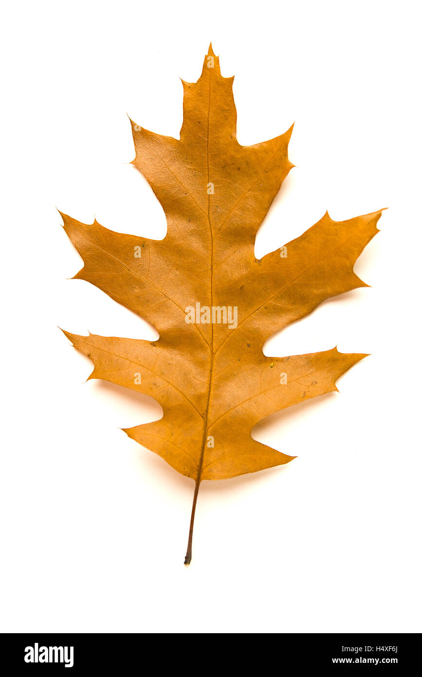 Des feuilles d'automne tombées à sec d'un arbre sur un over white Banque D'Images