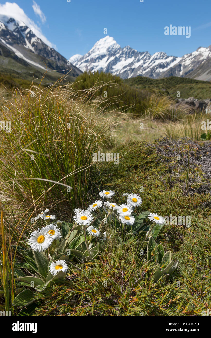 Des fleurs à Aoraki Mount Cook National Park, New Zealand's South Island Banque D'Images