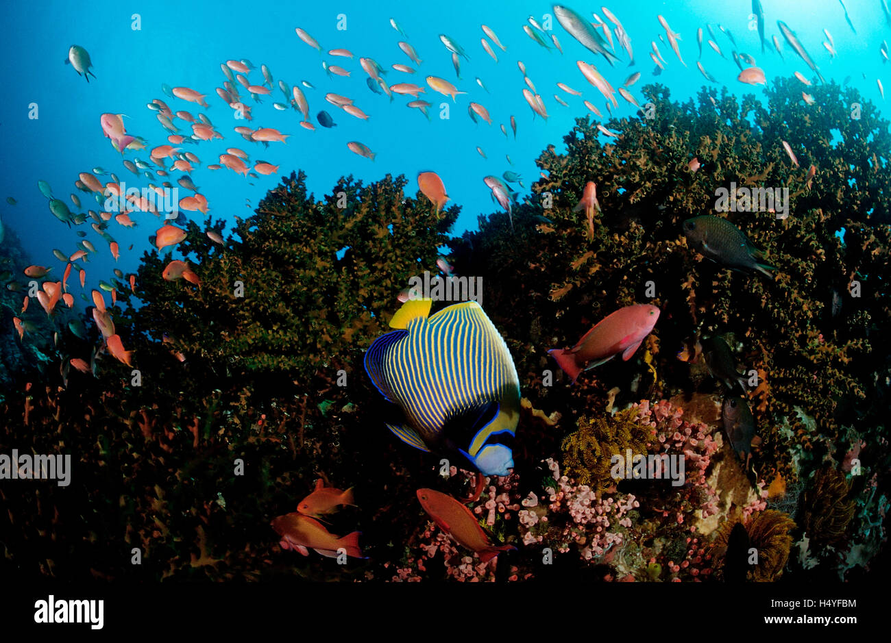Barrière de Corail avec l'empereur de poissons-anges (Pomacanthus imperator), de l'Indo-Pacifique, Komodo, Indonésie, Asie du Sud, Asie Banque D'Images