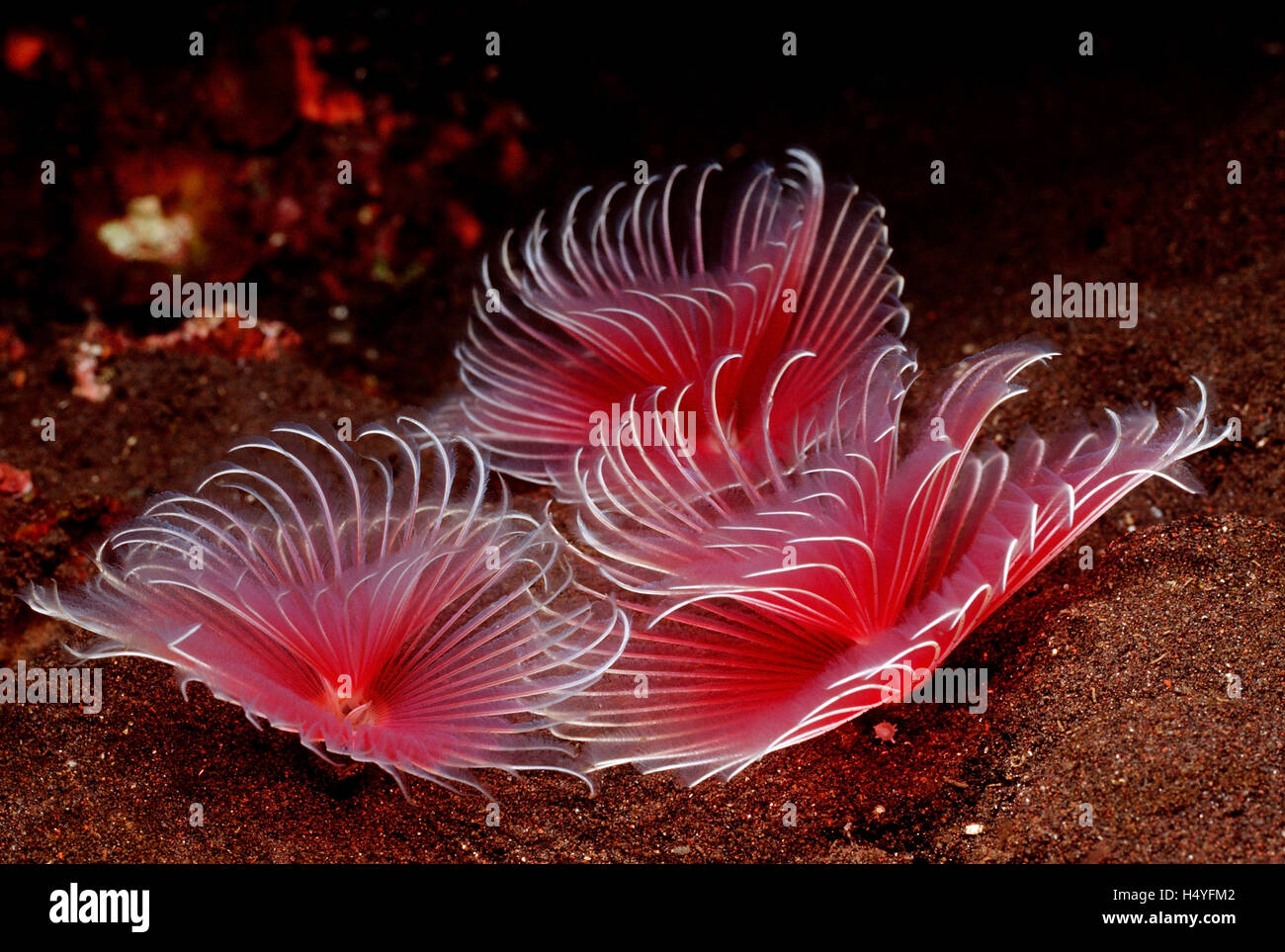 Feather Duster worms (Sabellastarte sp.) Bali, Océan indien, Indonésie Banque D'Images